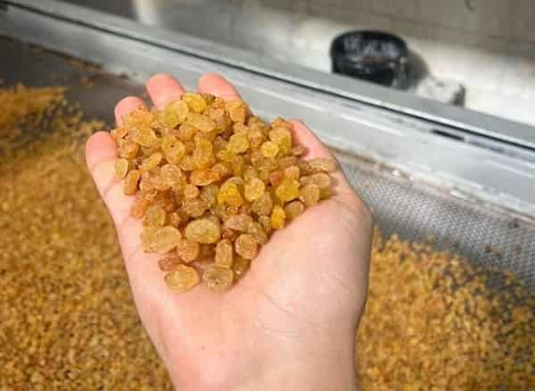 تصویر 1 از خرید کشمش گلدن طلایی + قیمت فروش استثنایی